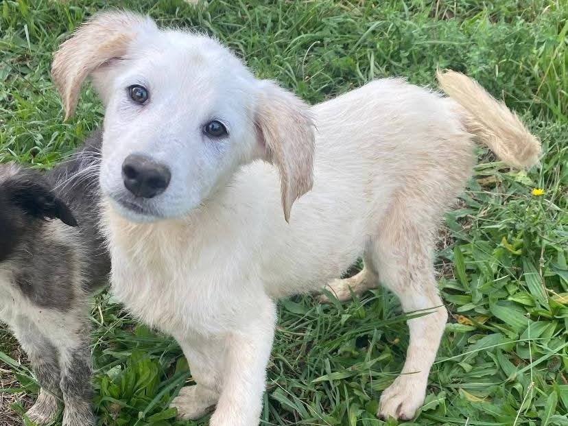 Adotta un cane, femmina, 5 mesi, Avellino