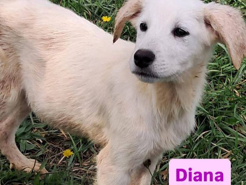 Adotta un cane, taglia media contenuta, femmina, Avellino