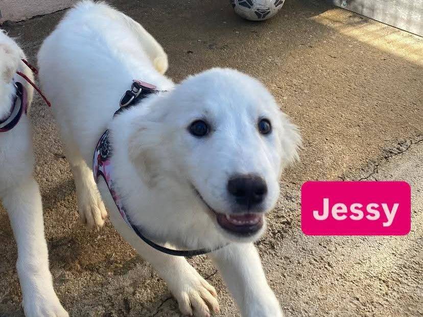 Adozione cane, femmina, Razza sconosciuta Razza sconosciuta, 5 mesi, taglia media contenuta, Avellino