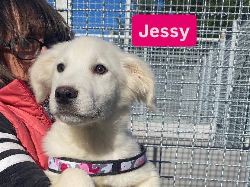 Adotta un cane, femmina, 5 mesi, Avellino