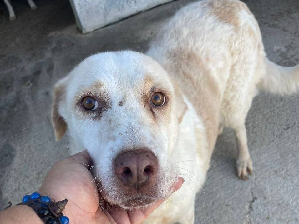 Adozione cane, femmina, Razza sconosciuta Razza sconosciuta, 10 anni e 5 mesi, taglia media, Crotone