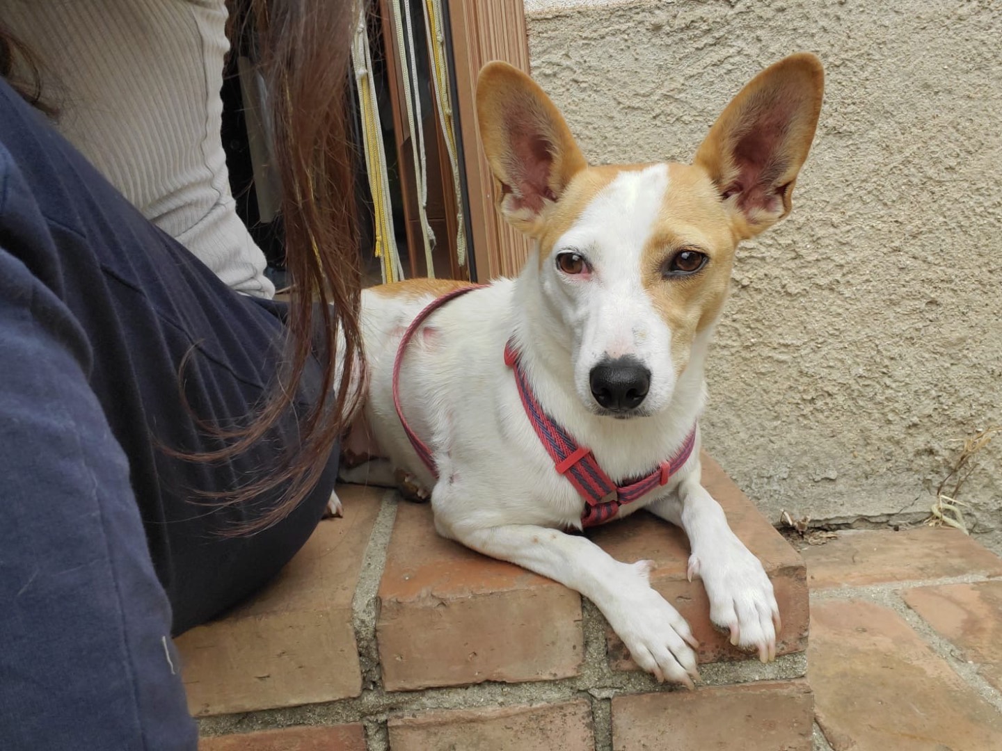 Adozione cane, femmina, Razza sconosciuta Razza sconosciuta, 4 anni e 10 mesi, taglia piccola, Vibo