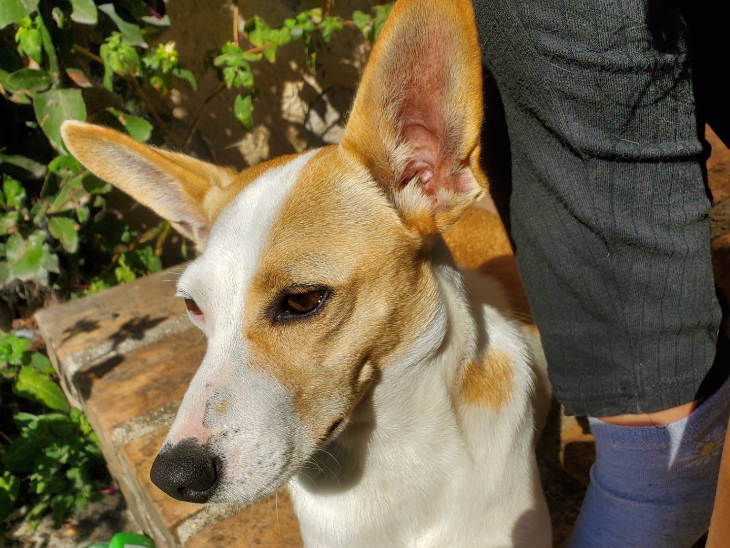 Adotta un cane, femmina, 4 anni e 10 mesi, Vibo