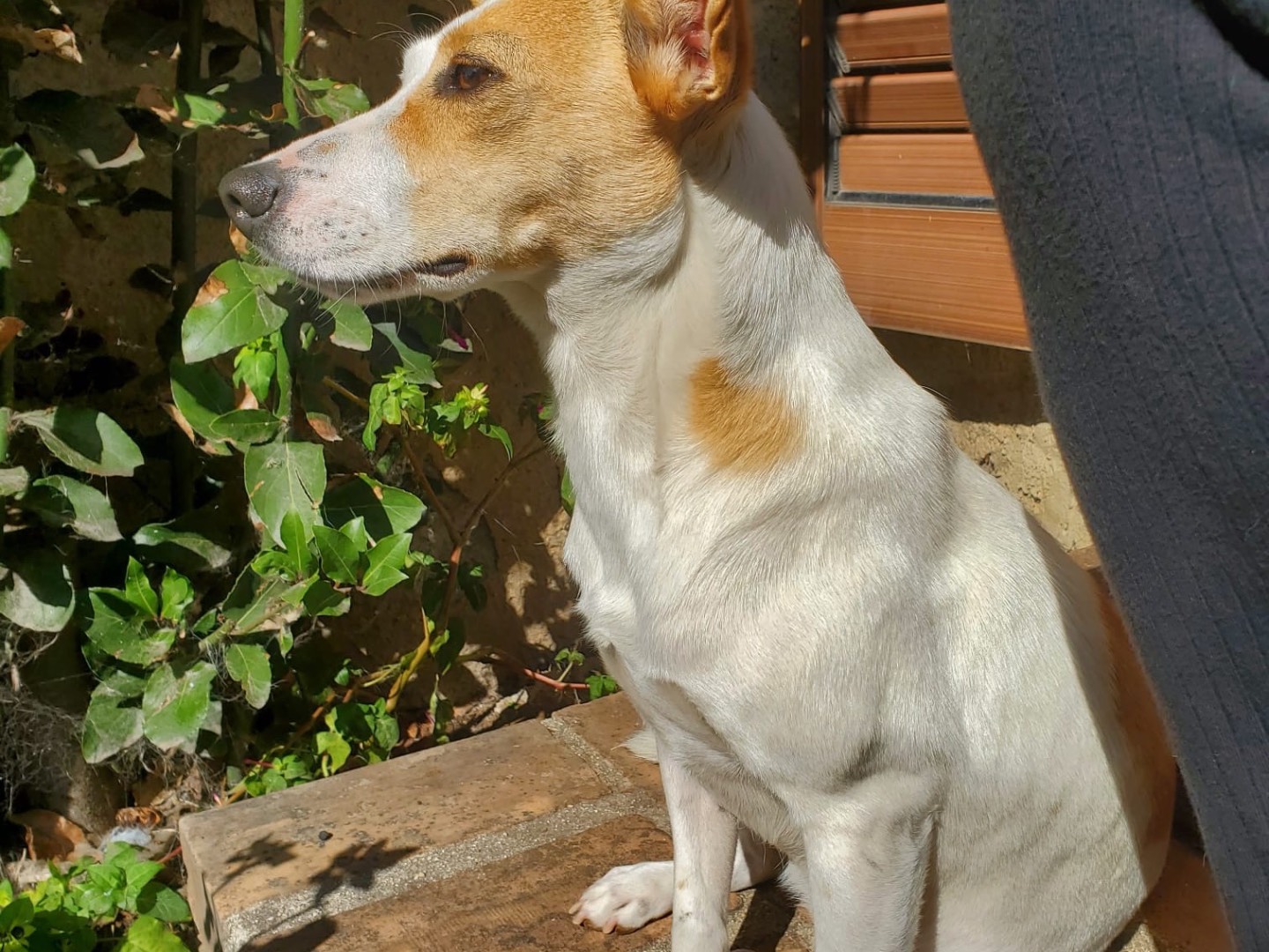 Adotta un cane, taglia piccola, femmina, Vibo