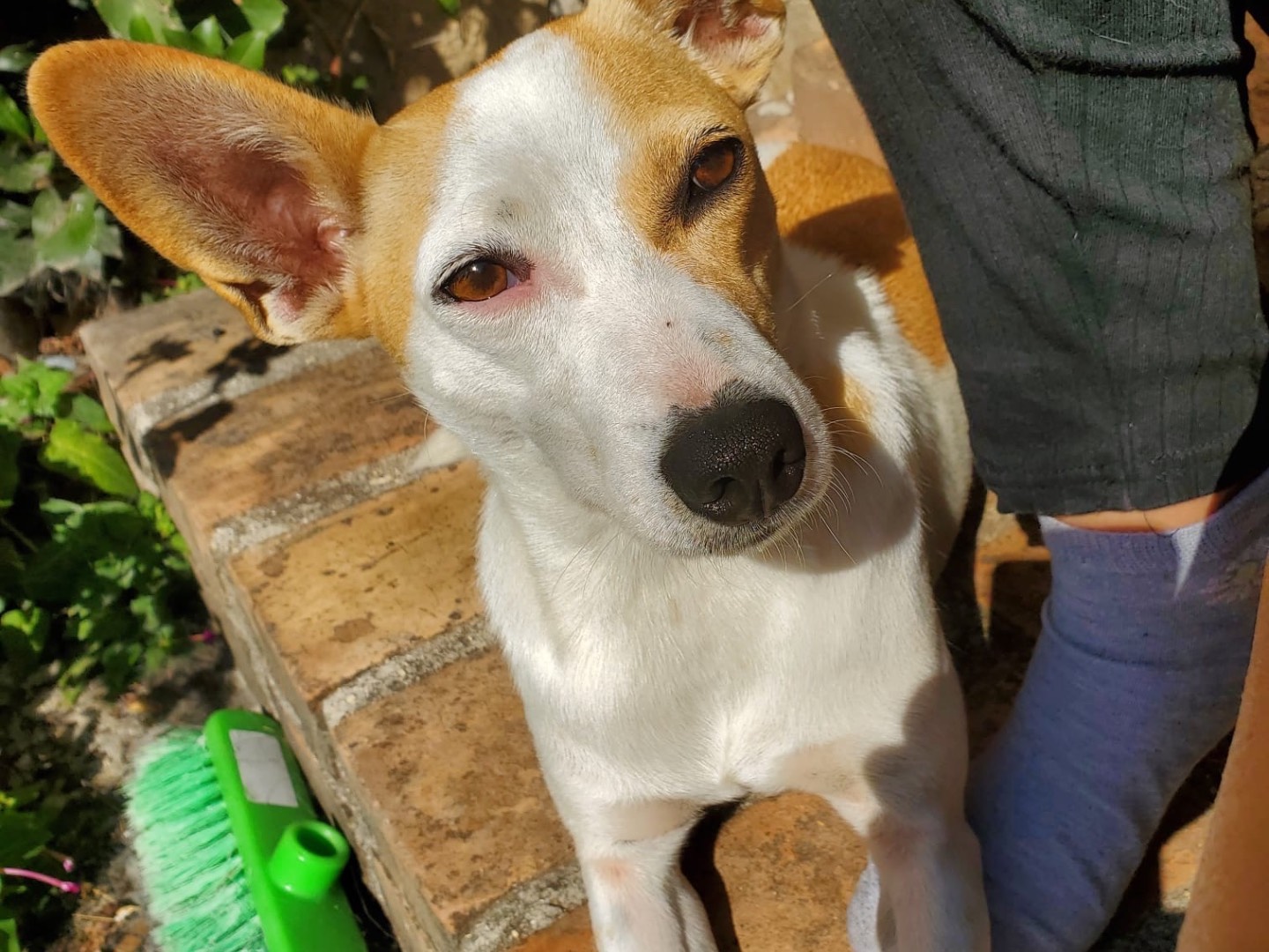 Vuoi adottare un cane a Vibo?