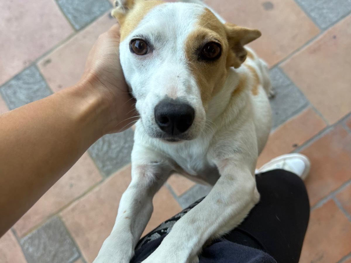 Adotta il cane Luna a Vibo