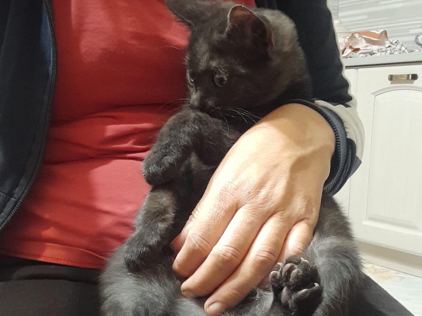 Adotta un gatto, maschio, 4 mesi, Milano