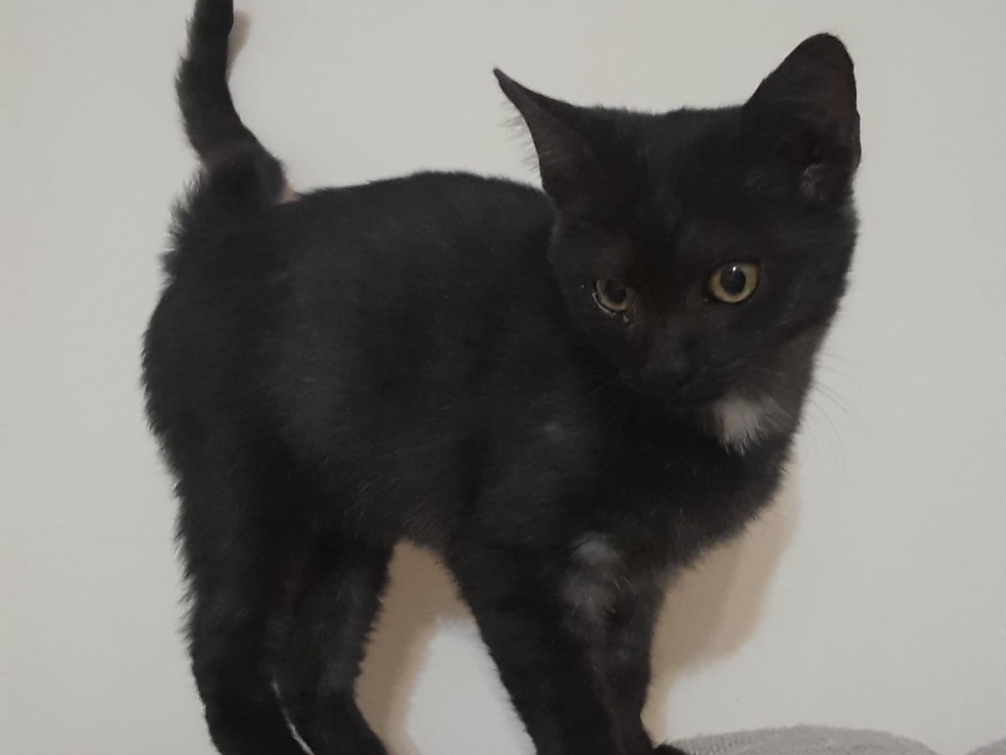 Adotta un gatto, taglia non valida, maschio, Milano