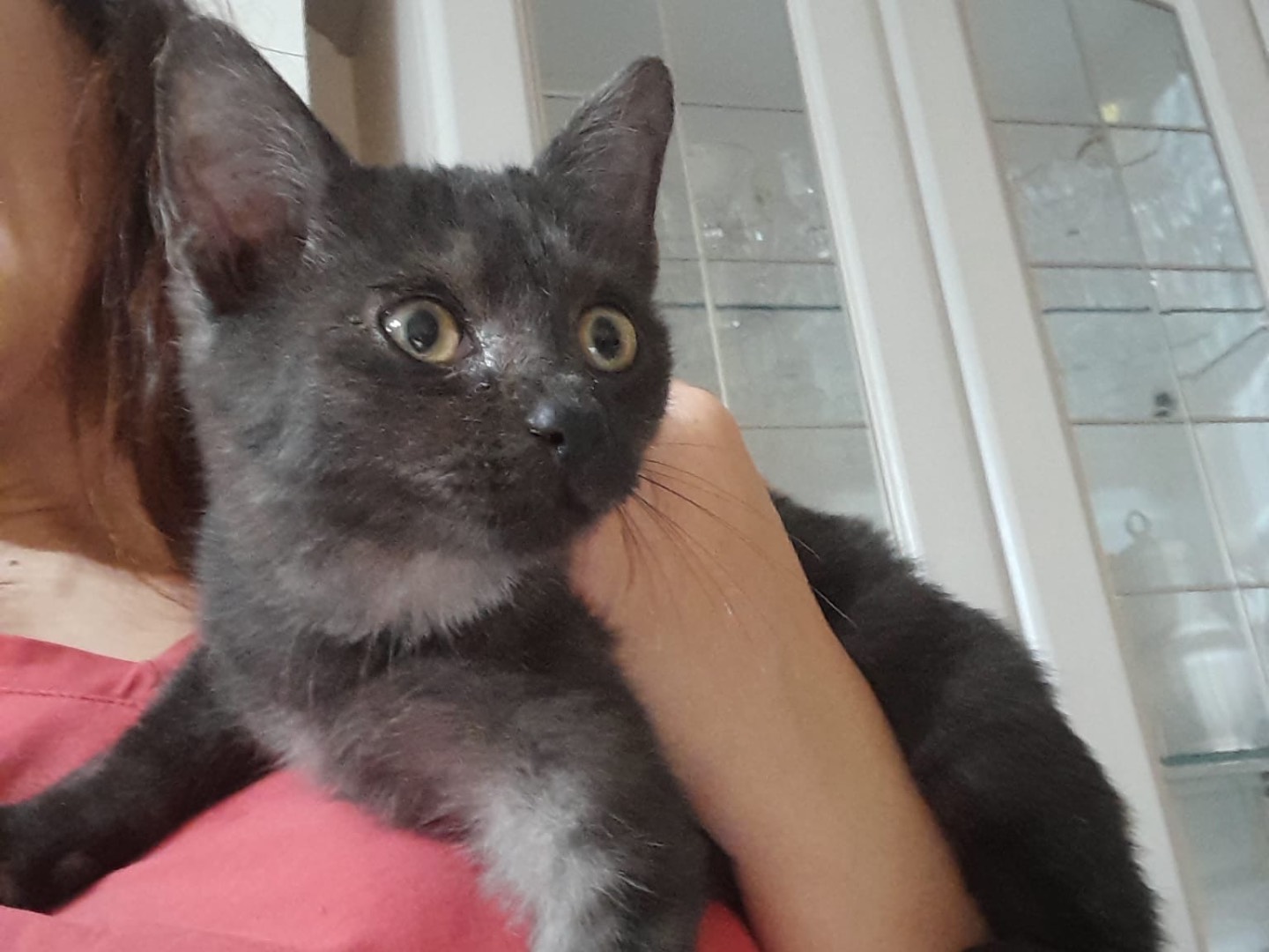 Adotta il gatto Odino a Milano