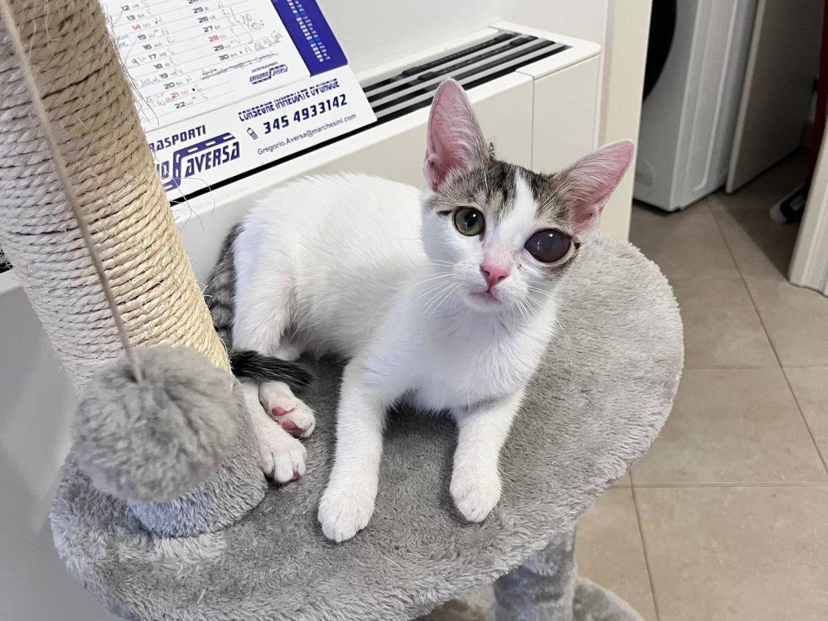 Adozione gatto, femmina, Razza sconosciuta Razza sconosciuta, 5 mesi, taglia non valida, Bologna