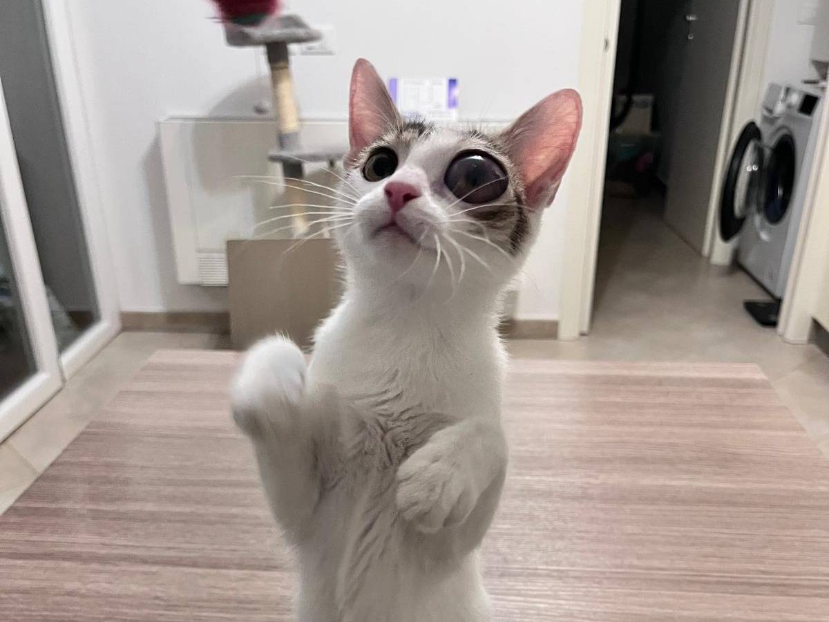 Adotta un gatto, femmina, 5 mesi, Bologna