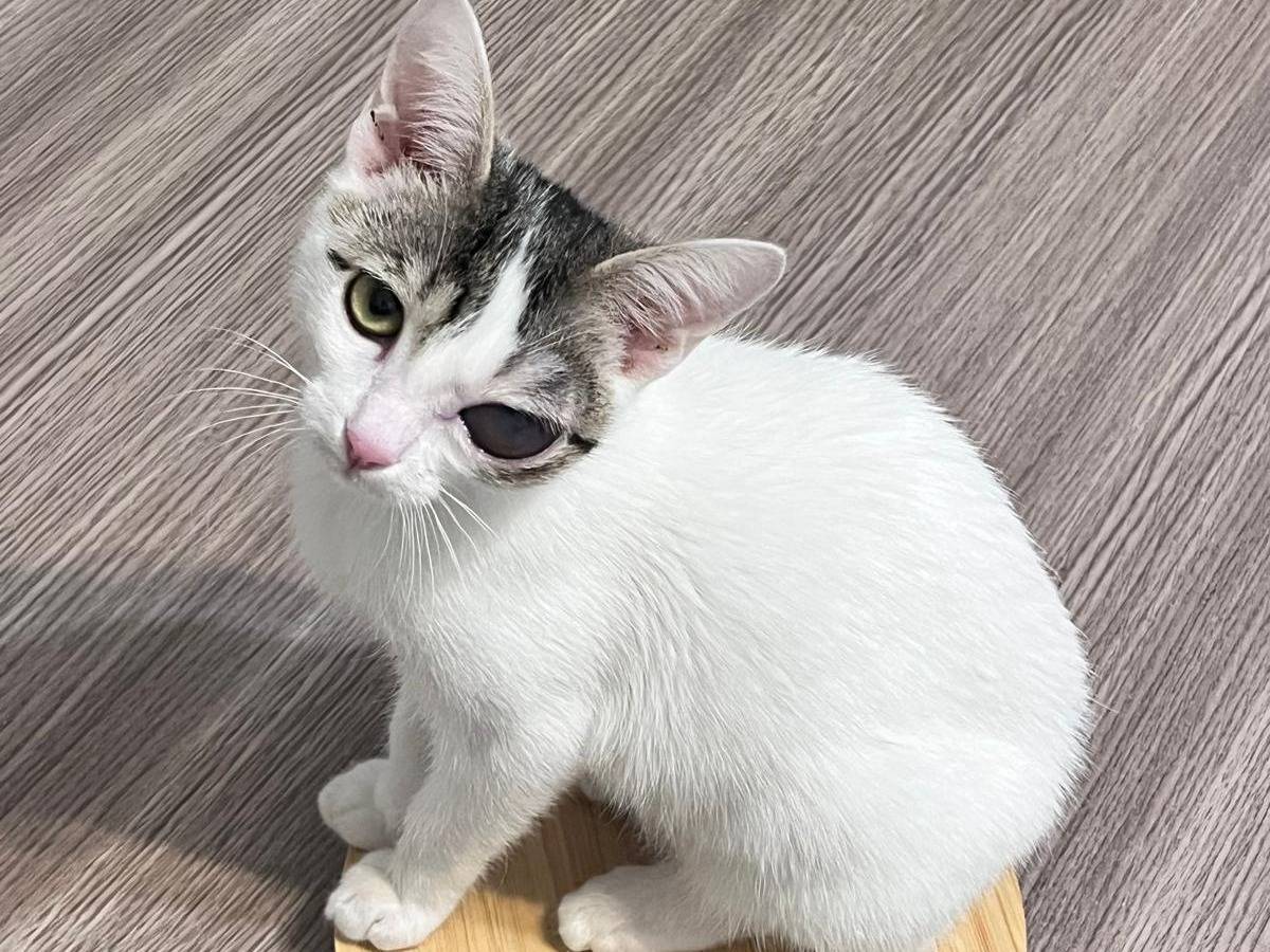 Adotta un gatto, taglia non valida, femmina, Bologna