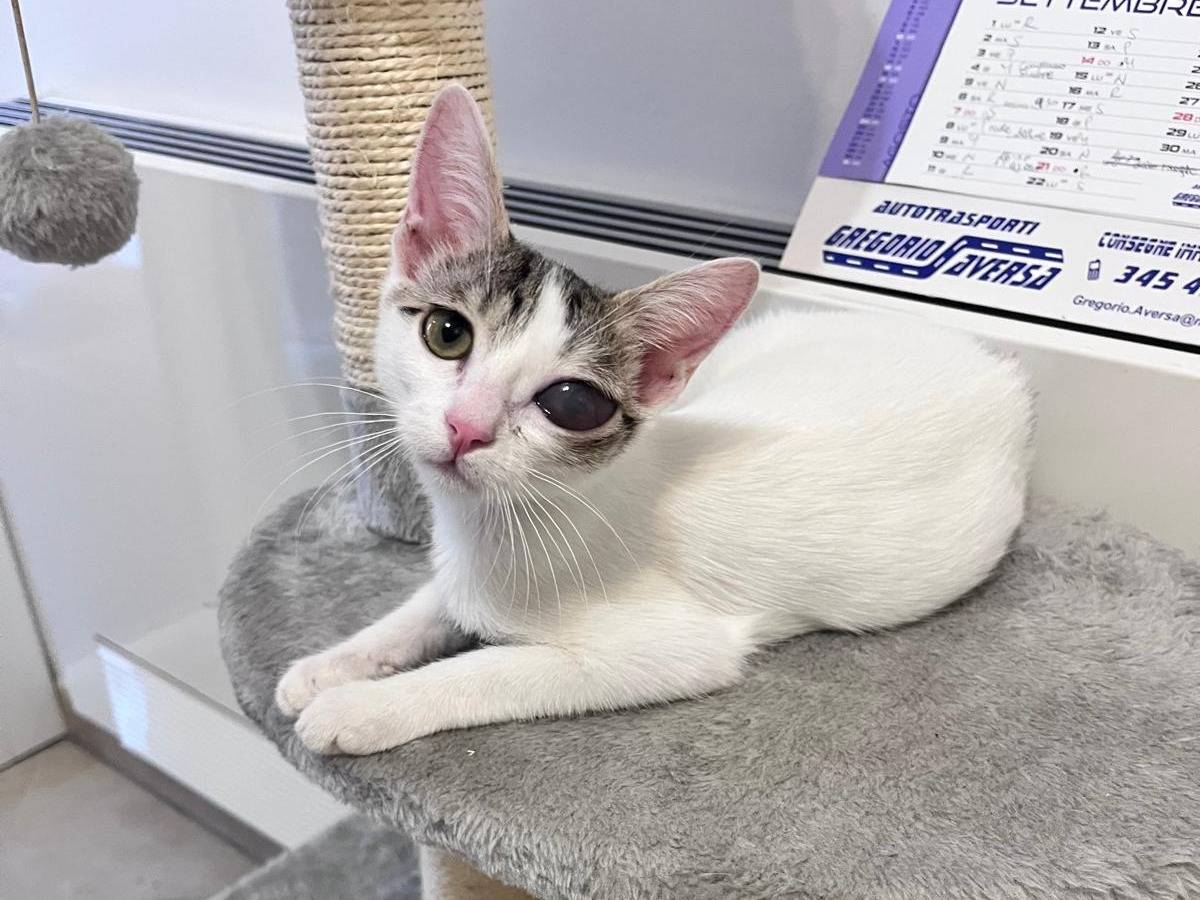 Vuoi adottare un gatto a Bologna?