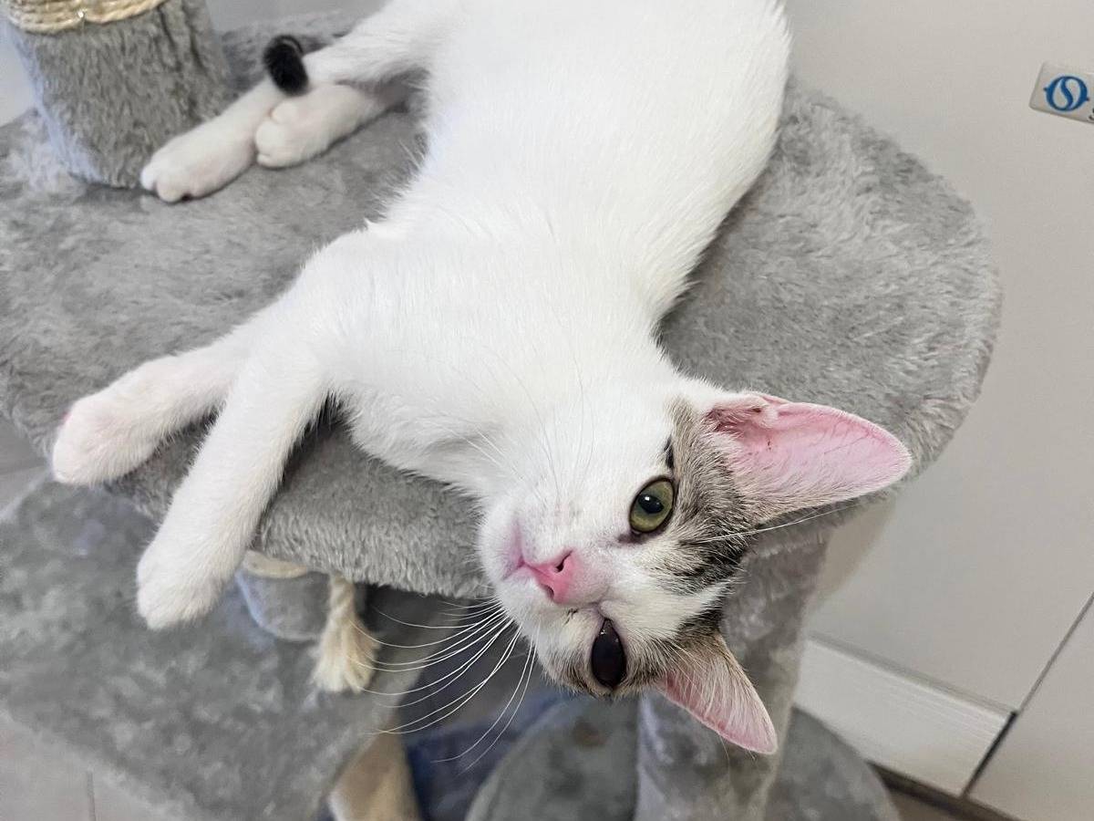 Adotta il gatto Hera a Bologna