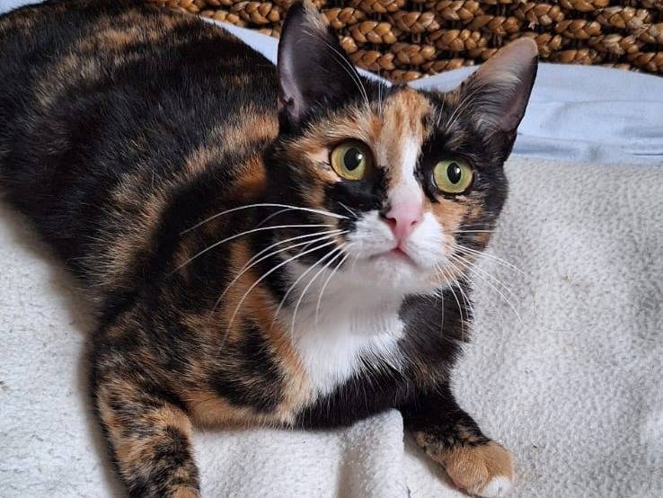 Adozione gatto, femmina, Razza sconosciuta Razza sconosciuta, 1 anno e 2 mesi, taglia non valida, Milano