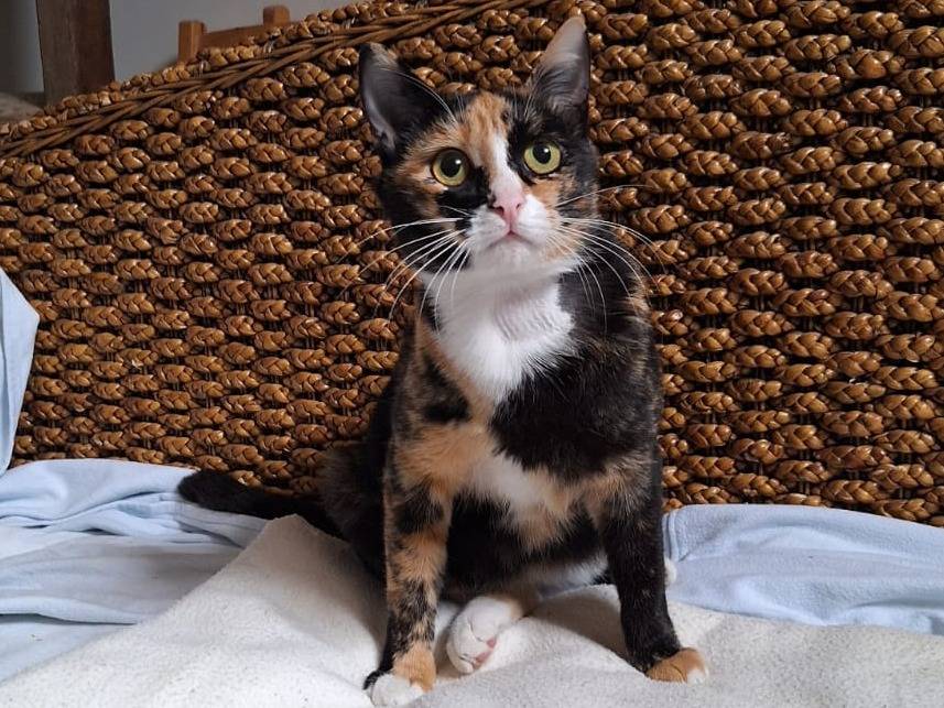 Adotta un gatto, femmina, 1 anno e 2 mesi, Milano