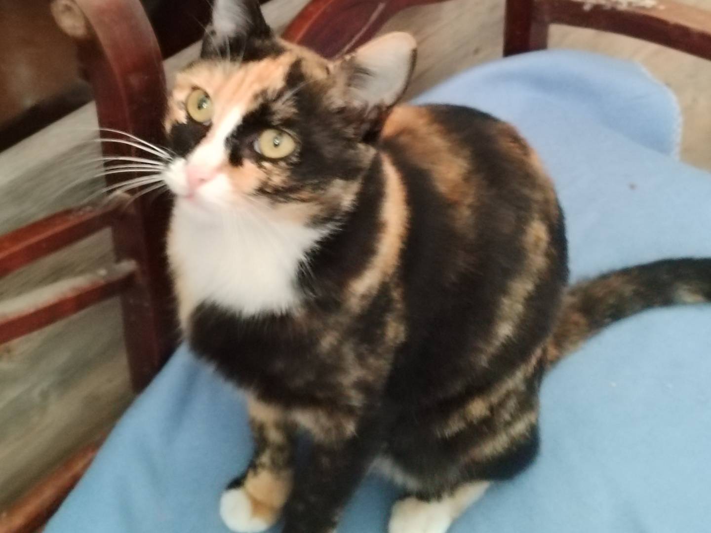 Adotta un gatto, taglia non valida, femmina, Milano