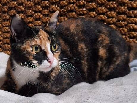 Vuoi adottare un gatto a Milano?