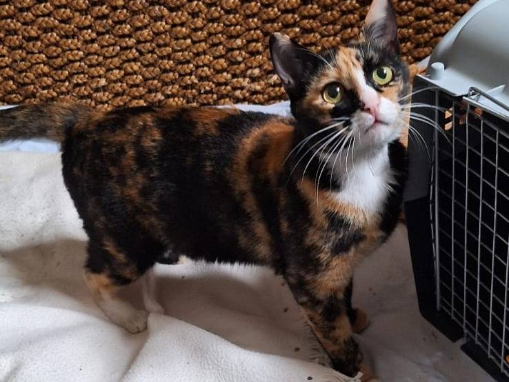 Adotta il gatto AIDA  a Milano