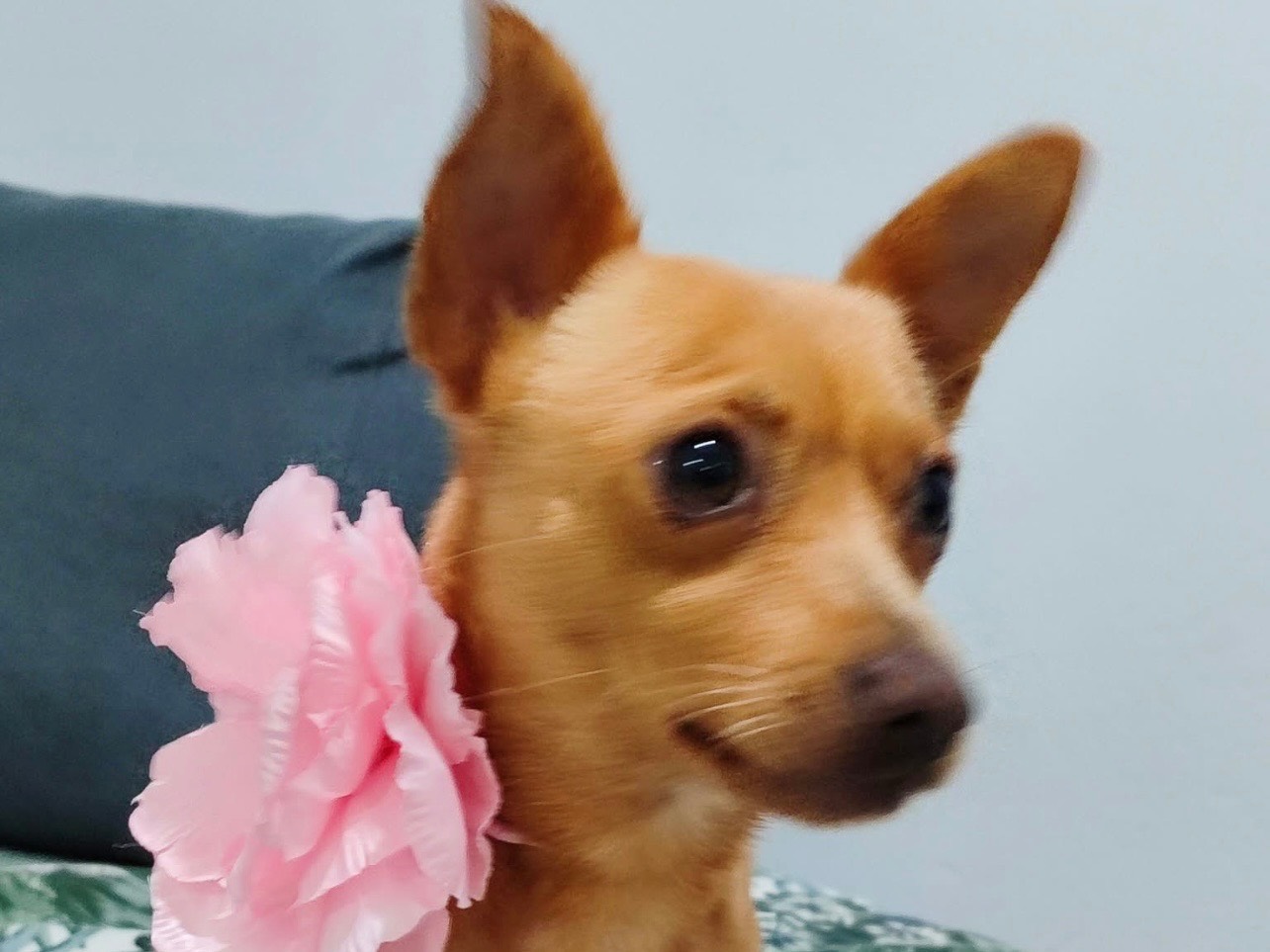 Adozione cane, femmina, Razza sconosciuta Razza sconosciuta, 1 anno, taglia piccola, Milano