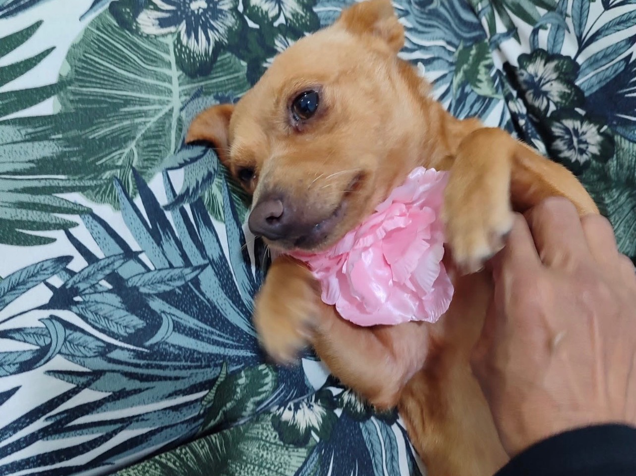 Adotta un cane, femmina, 1 anno, Milano