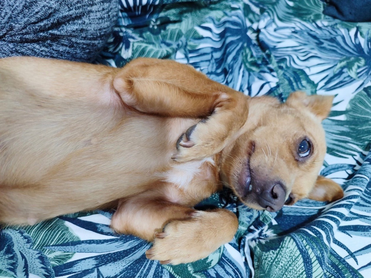 Adotta un cane, taglia piccola, femmina, Milano