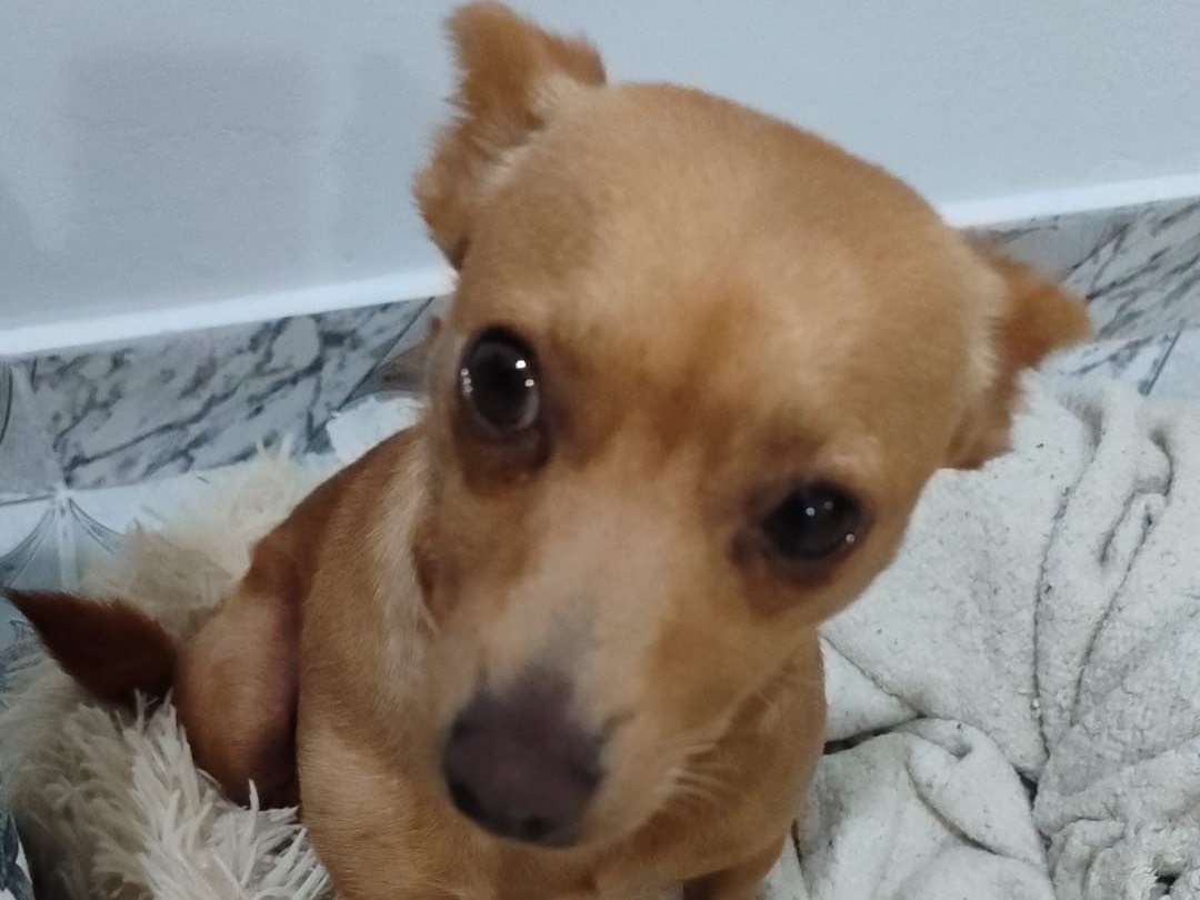 Vuoi adottare un cane a Milano?