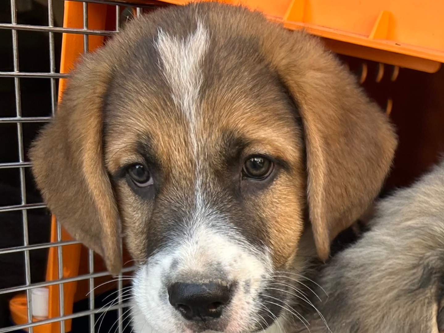 Adotta il cane Ciro a Siracusa