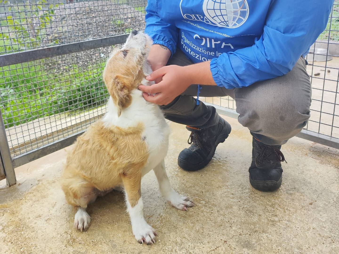 Adozione cane, femmina, Razza sconosciuta Razza sconosciuta, 1 anno e 6 mesi, taglia piccola, Palermo