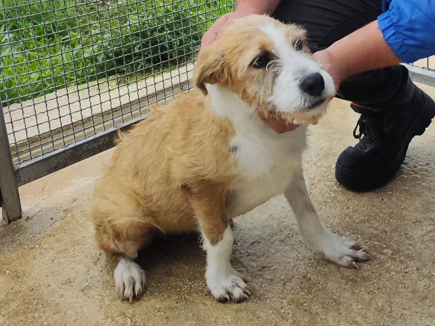 Adotta un cane, femmina, 1 anno e 6 mesi, Palermo