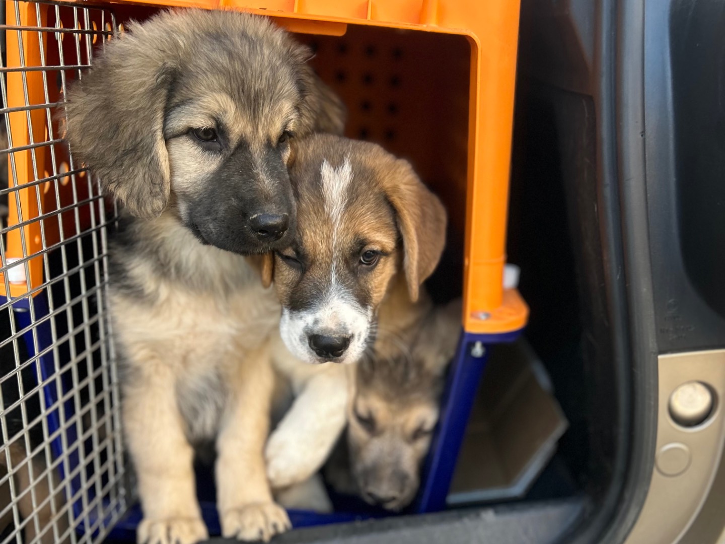 Adotta un cane, taglia grande, femmina, Siracusa