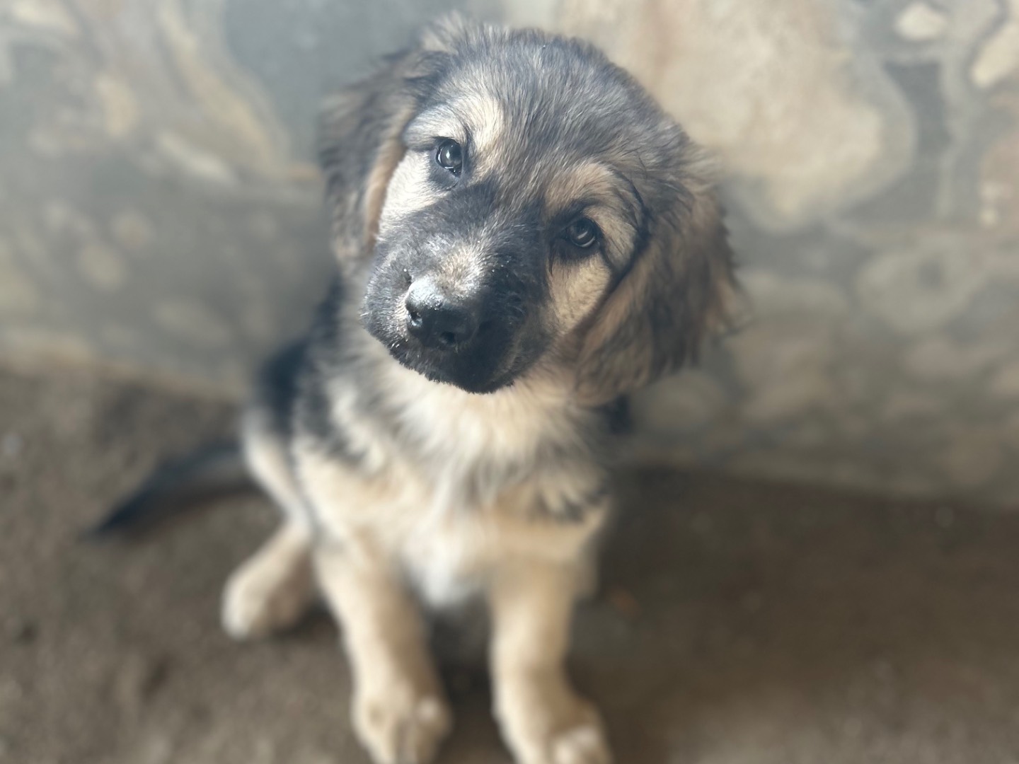 Adotta il cane Cora a Siracusa