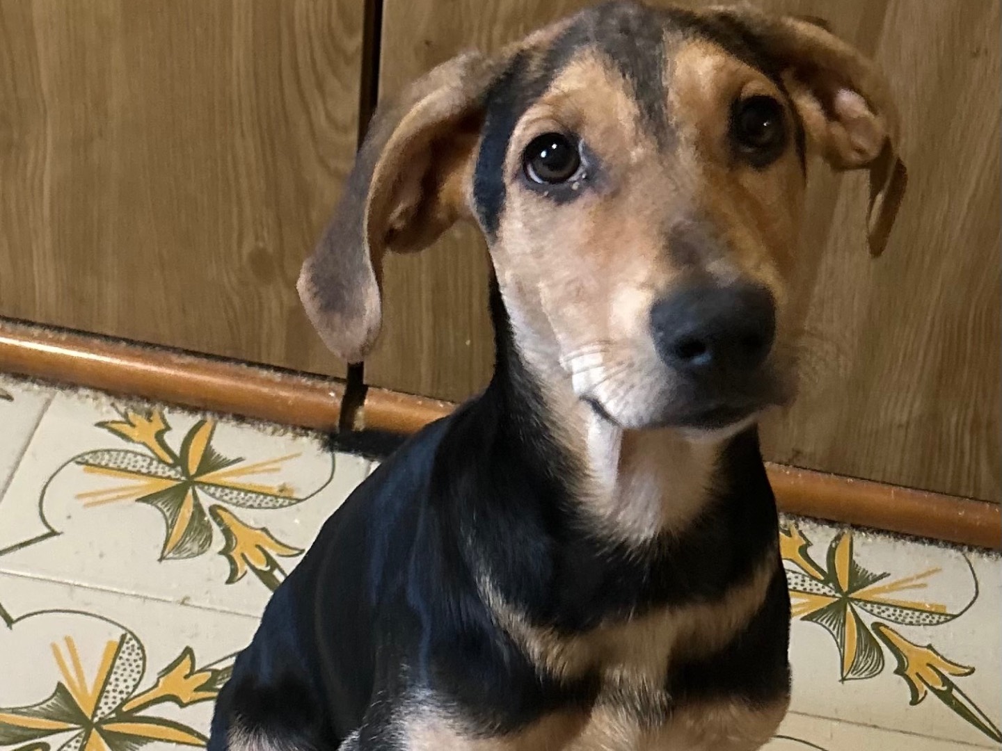 Adozione cane, maschio, Razza sconosciuta Razza sconosciuta, 4 mesi, taglia media contenuta, Siracusa