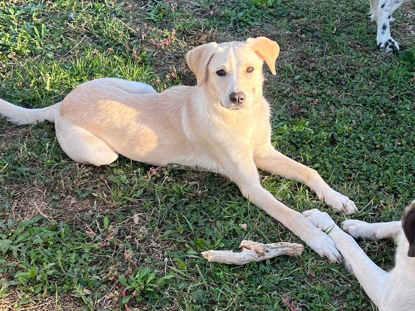 Adotta il cane Chiara a Genova