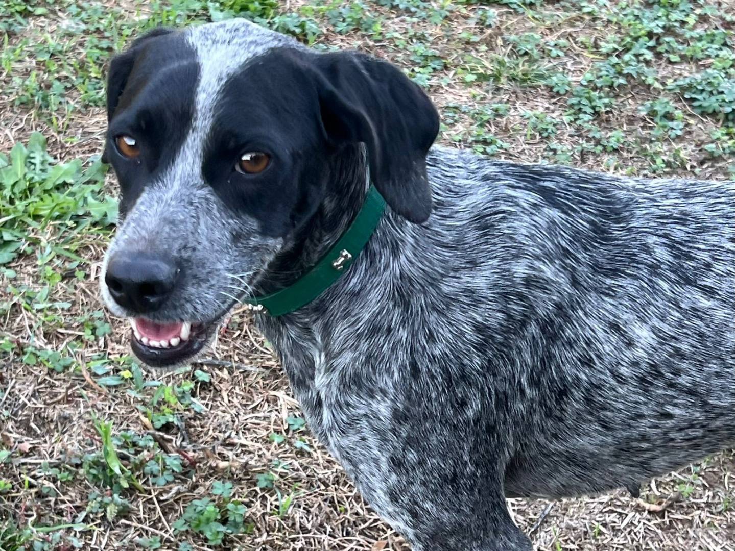 Adotta il cane Alma a Genova