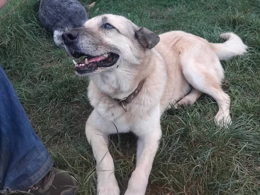 Adotta un cane, maschio, 10 anni e 9 mesi, Viterbo
