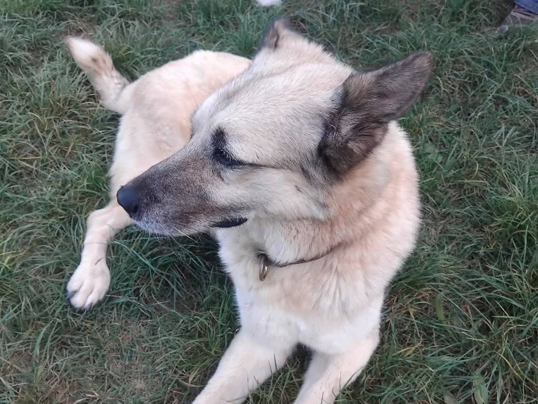 Vuoi adottare un cane a Viterbo?