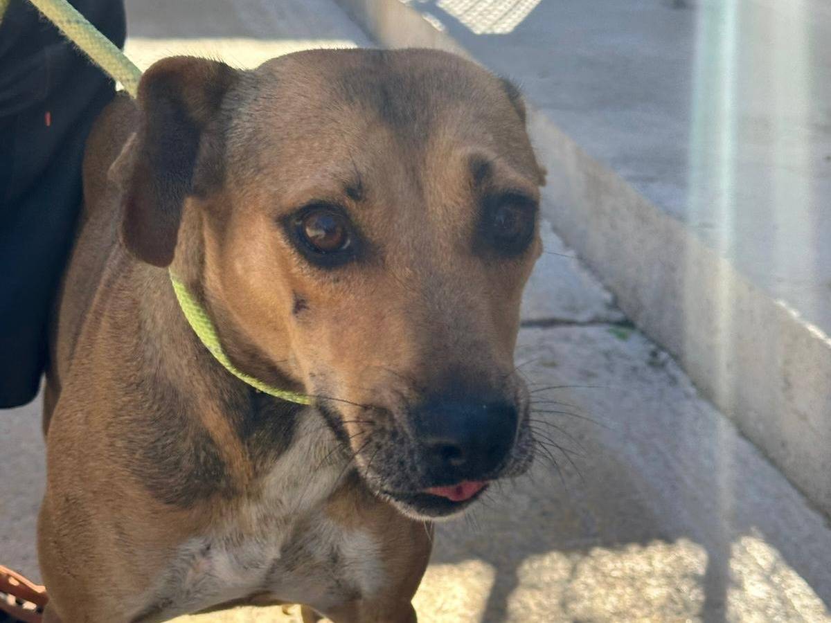 Vuoi adottare un cane a Trapani?