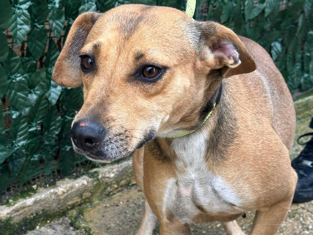 Adotta il cane LAIKA a Trapani