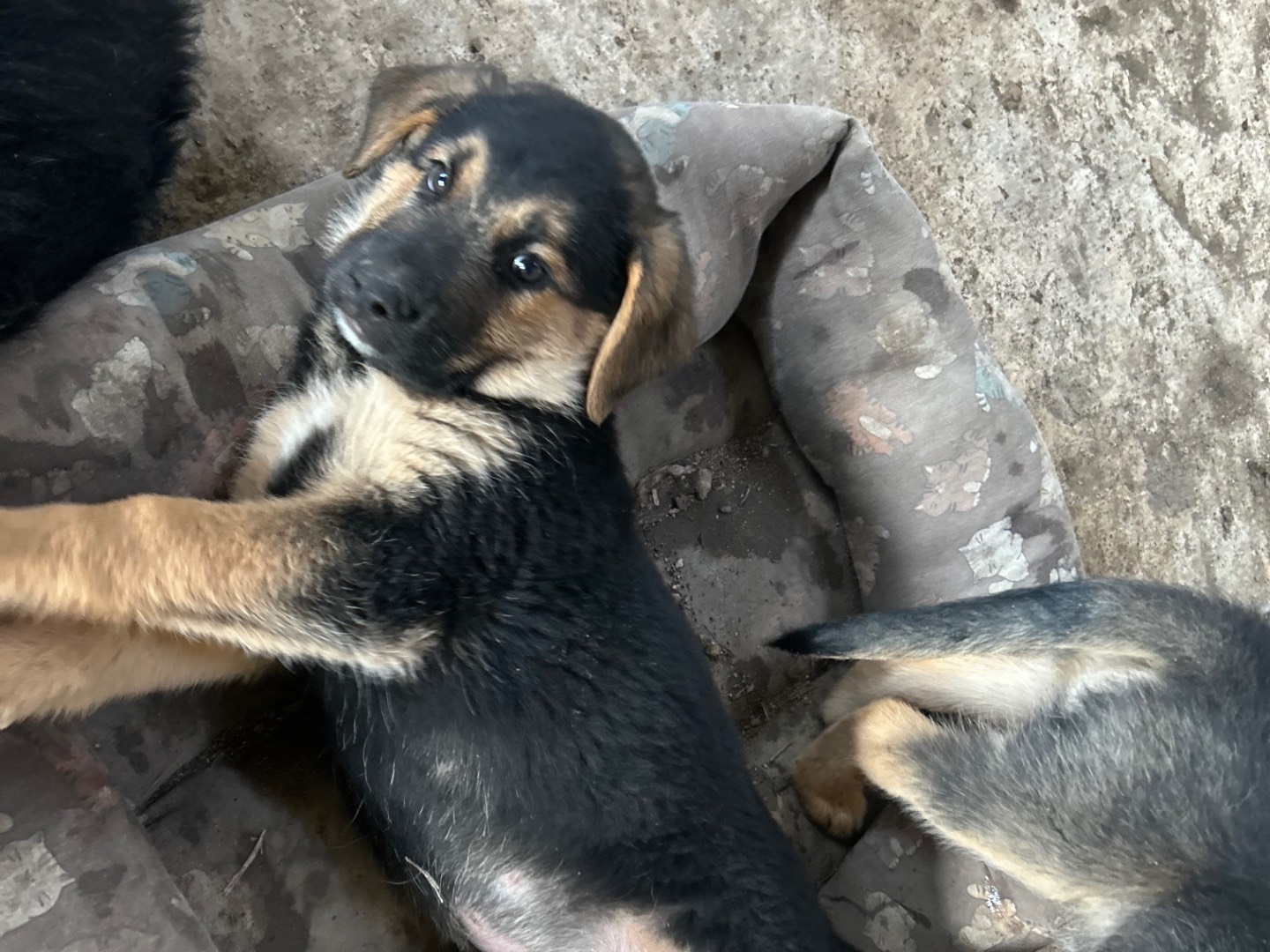 Adotta il cane Lapo a Siracusa