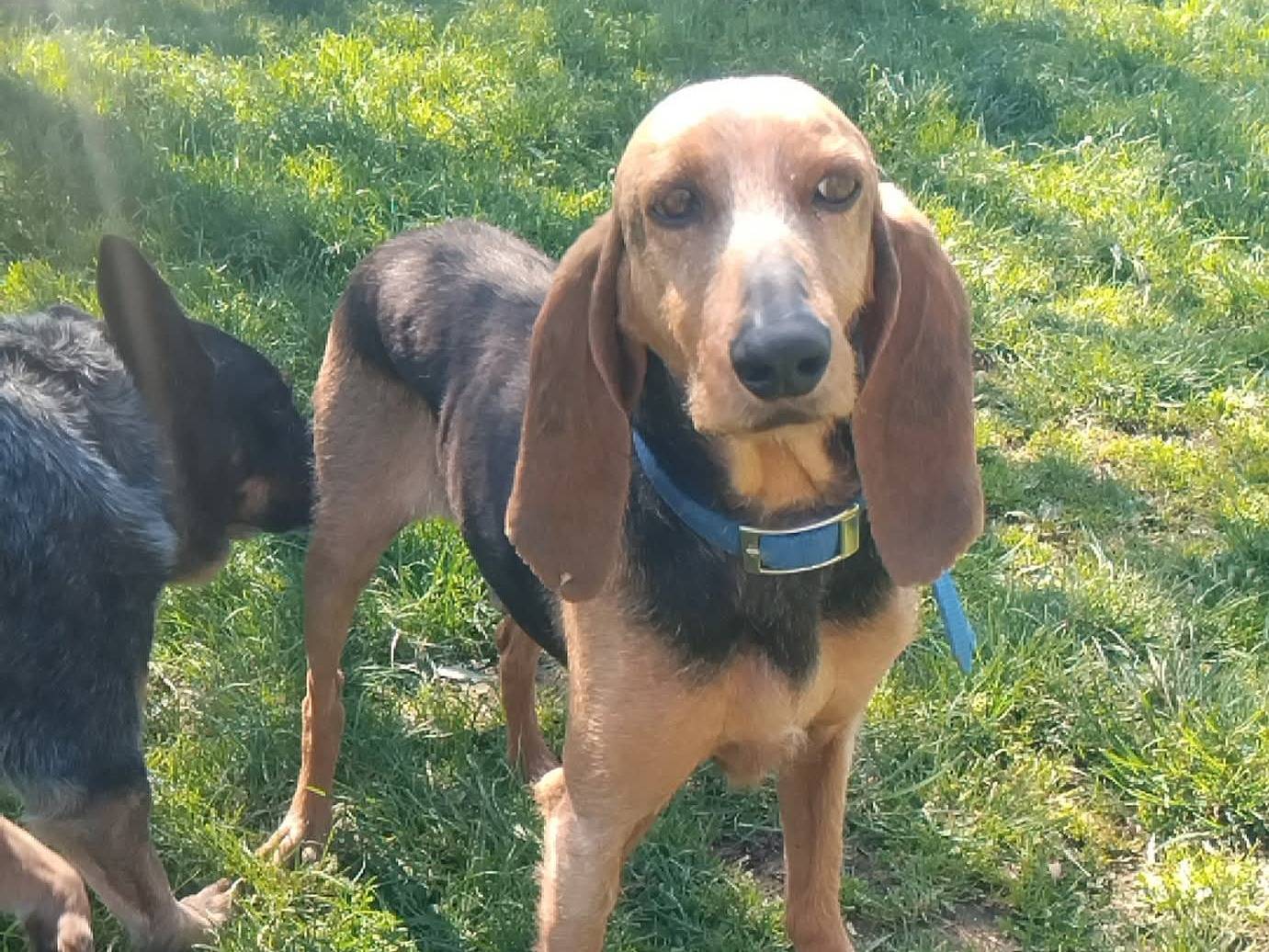 Adozione cane, maschio, Segugio Razza sconosciuta, 9 anni e 9 mesi, taglia media, Viterbo