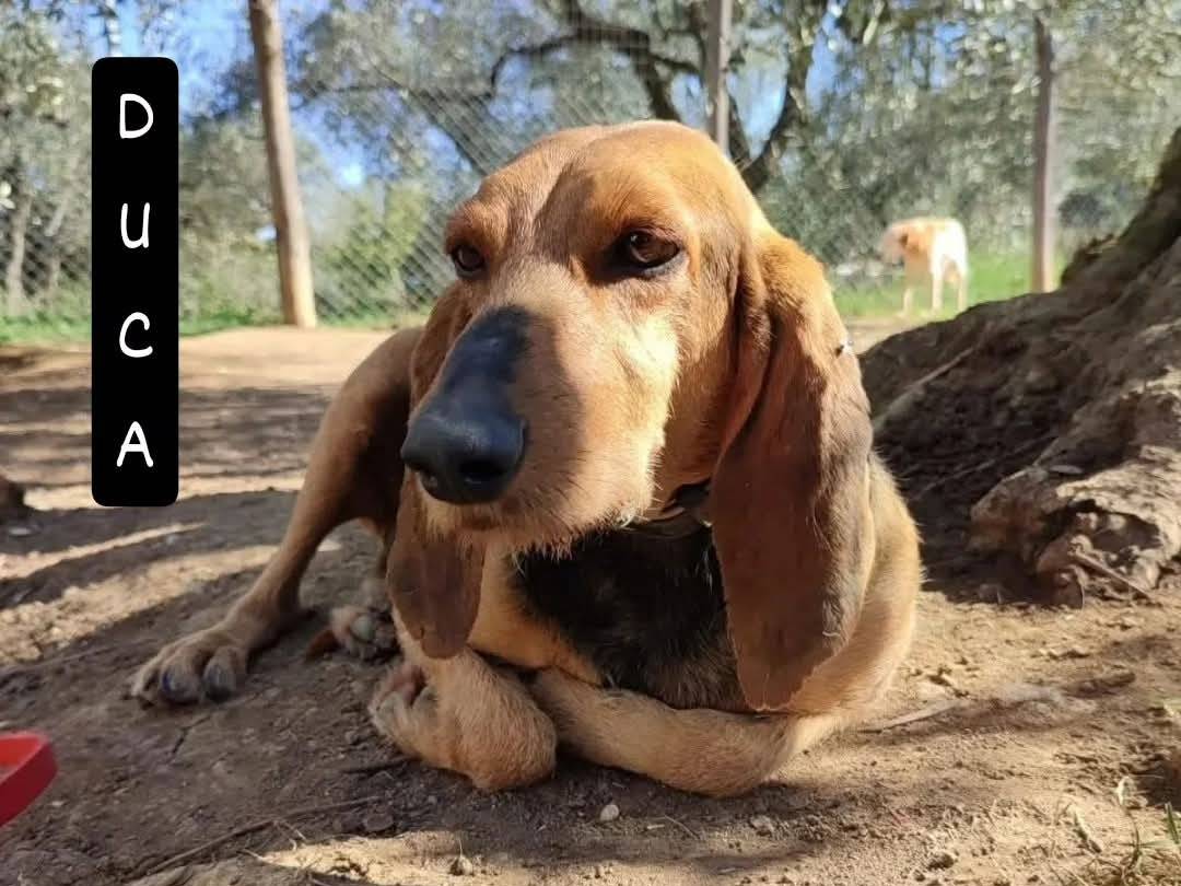 Adotta un cane, maschio, 9 anni e 9 mesi, Viterbo