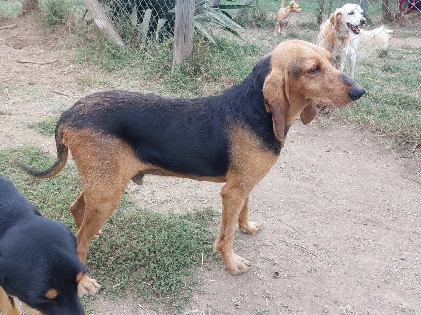 Vuoi adottare un cane a Viterbo?