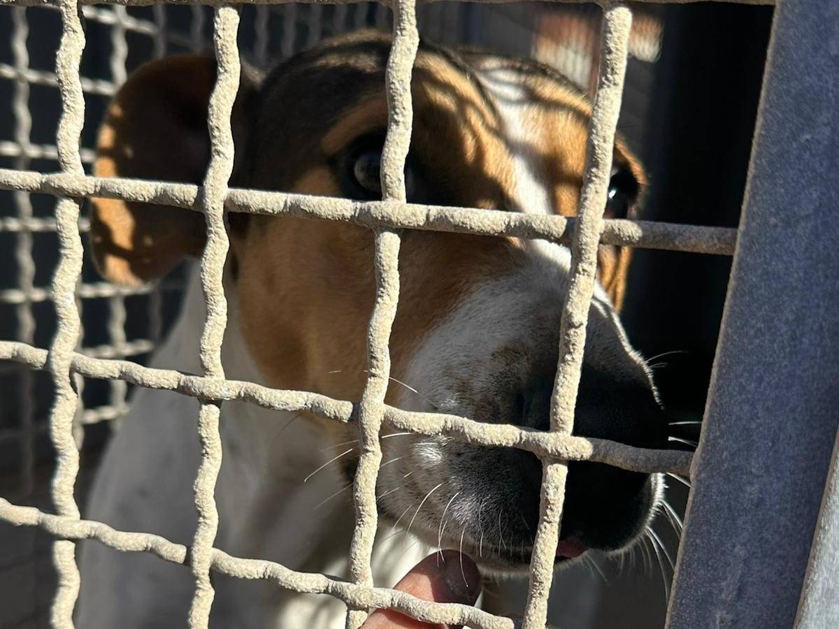Vuoi adottare un cane a Trapani?
