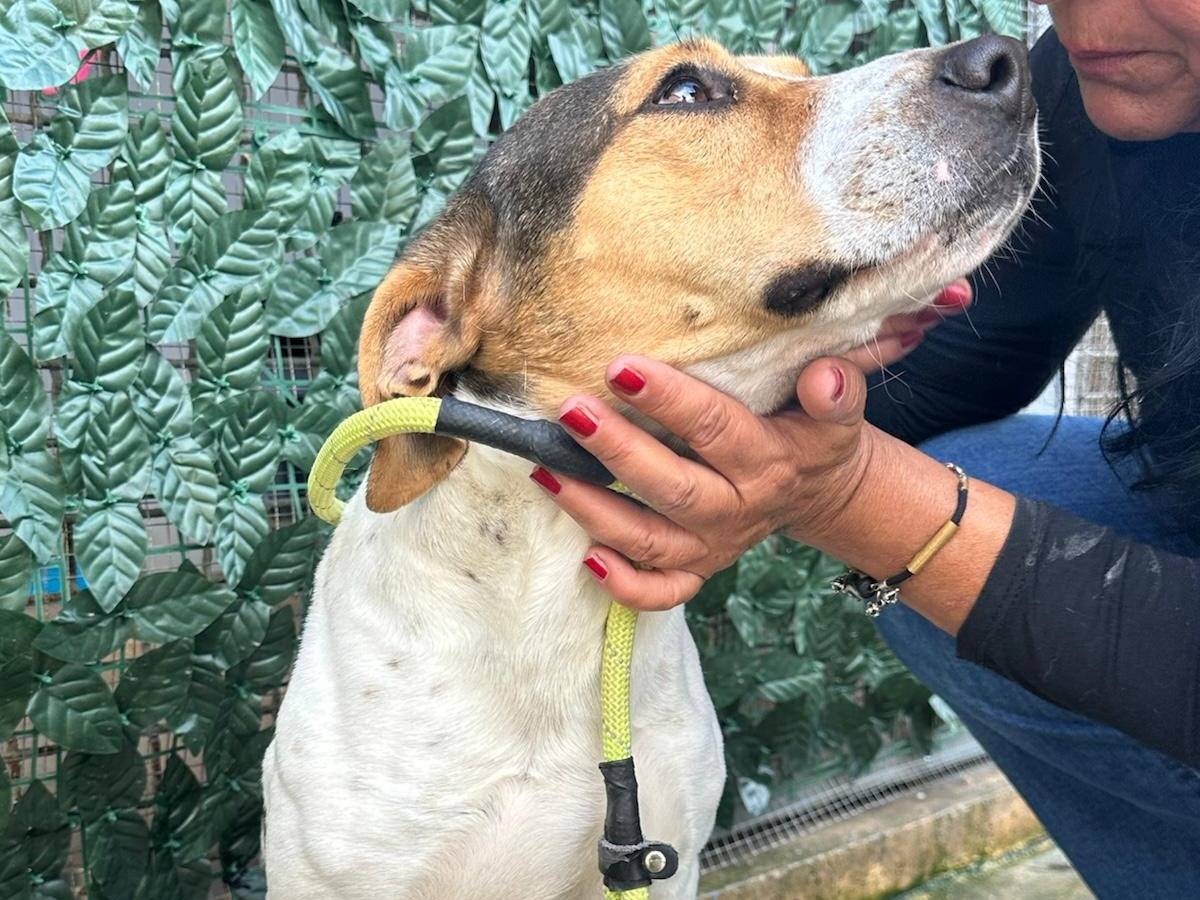 Adotta il cane LAKY a Trapani