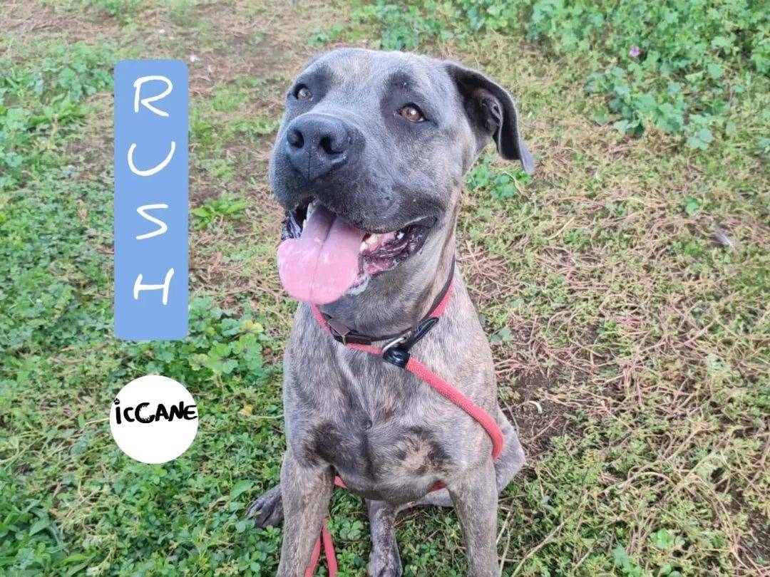 Adozione cane, maschio, Pitbull Razza sconosciuta, 2 anni e 9 mesi, taglia grande, Viterbo