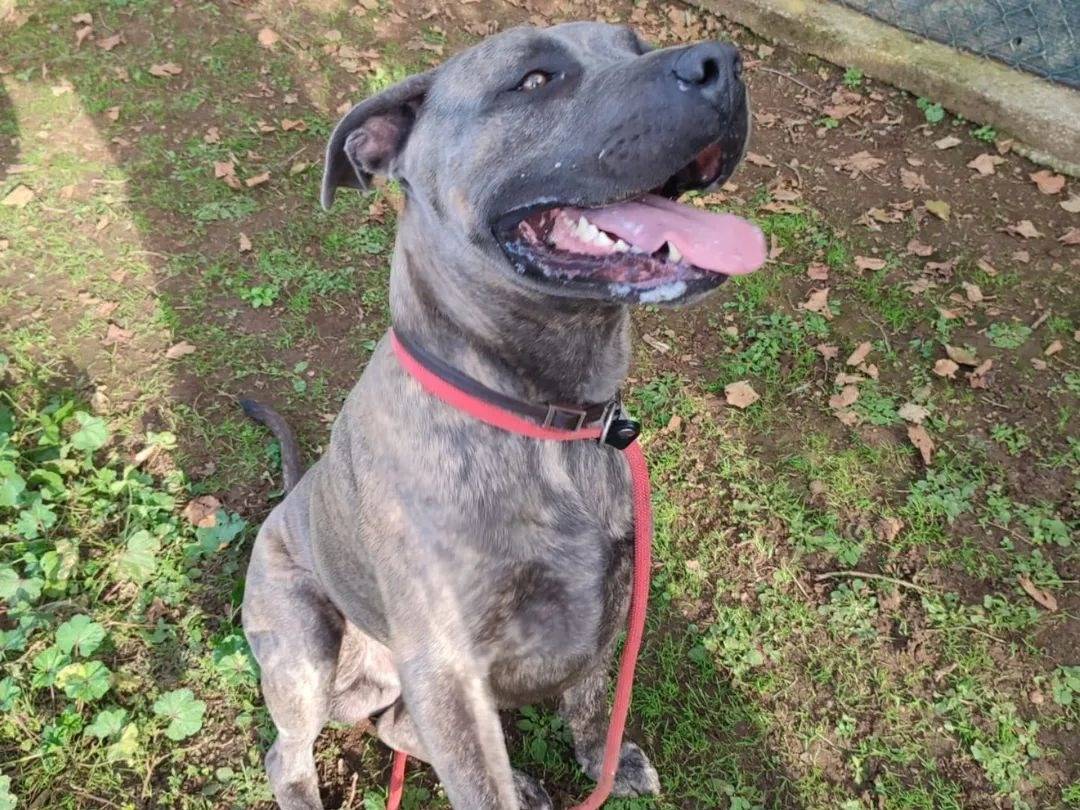 Adotta un cane, taglia grande, maschio, Viterbo