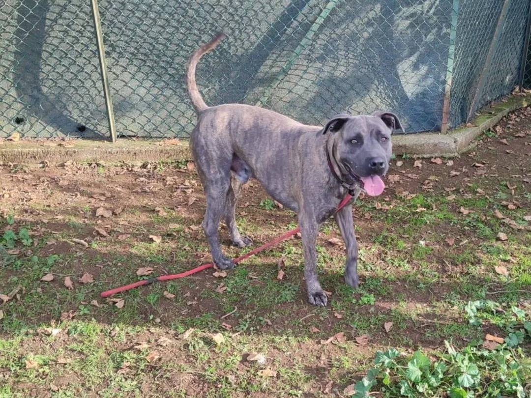 Adotta il cane Rush a Viterbo