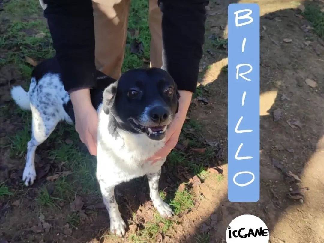 Adozione cane, maschio, Razza sconosciuta Razza sconosciuta, 7 anni e 5 mesi, taglia piccola, Viterbo