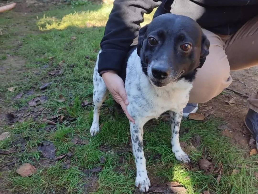 Adotta un cane, maschio, 7 anni e 5 mesi, Viterbo